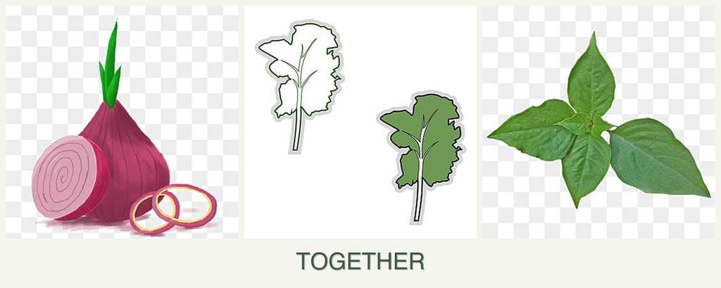 Can you plant onions, kale and basil together?