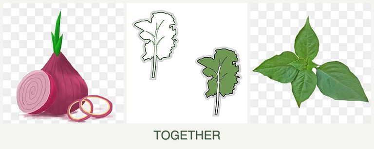 Can you plant onions, kale and basil together?