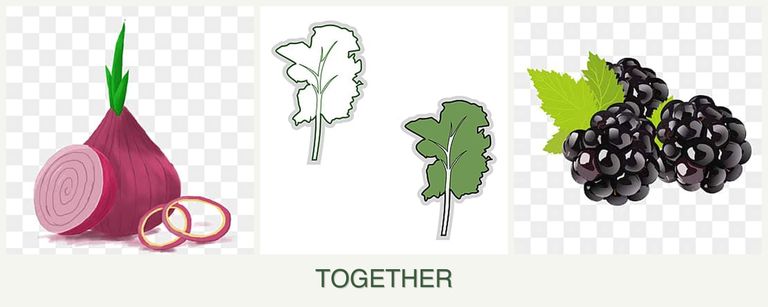 Can you plant onions, kale and blackberries together?