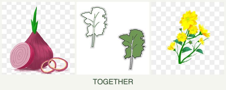 Can you plant onions, kale and calendula together?