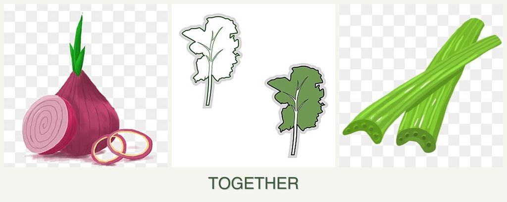 Can you plant onions, kale and celery together?