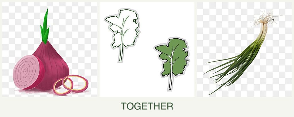 Can you plant onions, kale and chives together?