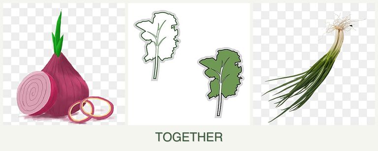 Can you plant onions, kale and chives together?