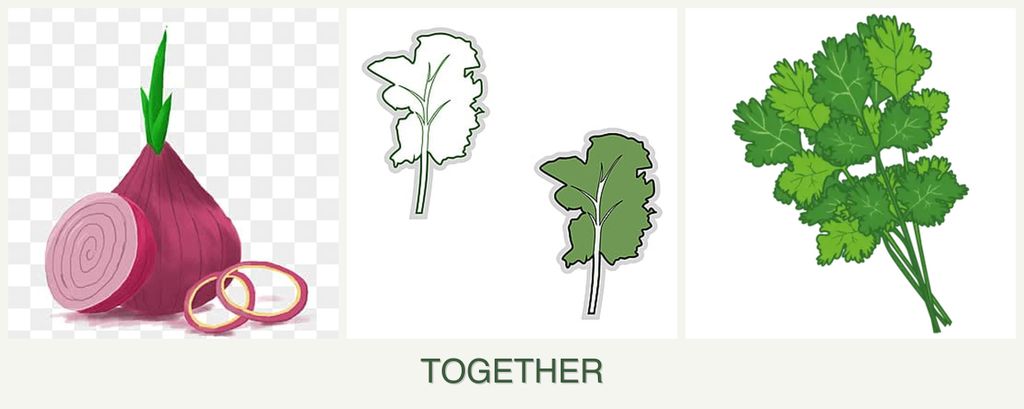 Can you plant onions, kale and cilantro together?