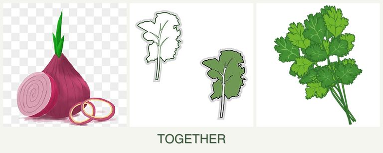 Can you plant onions, kale and cilantro together?