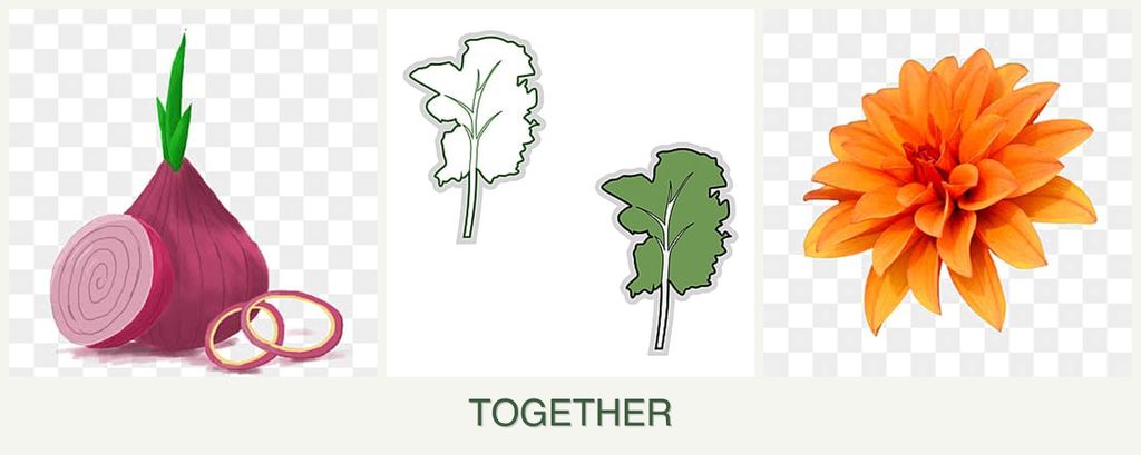 Can you plant onions, kale and dahlias together?