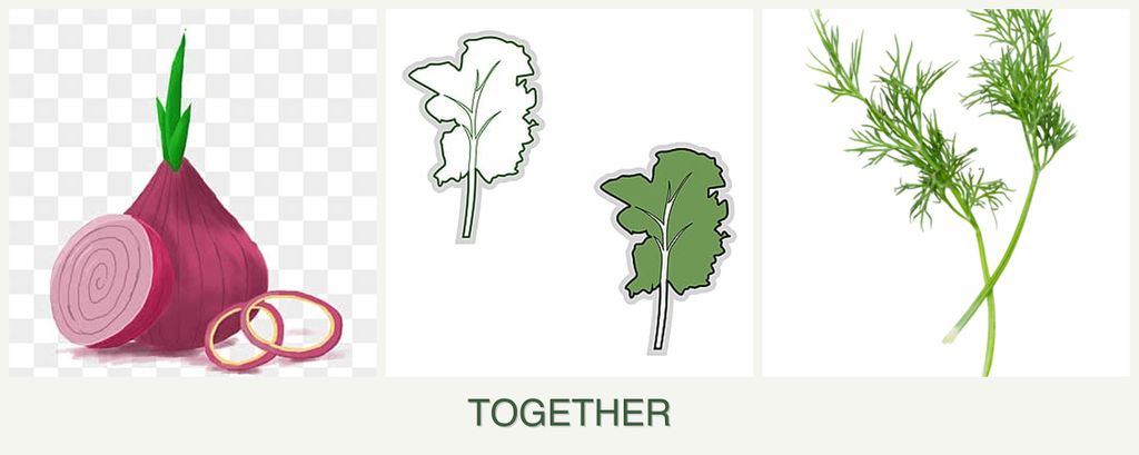 Can you plant onions, kale and dill together?