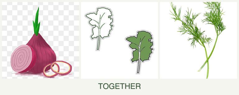 Can you plant onions, kale and dill together?