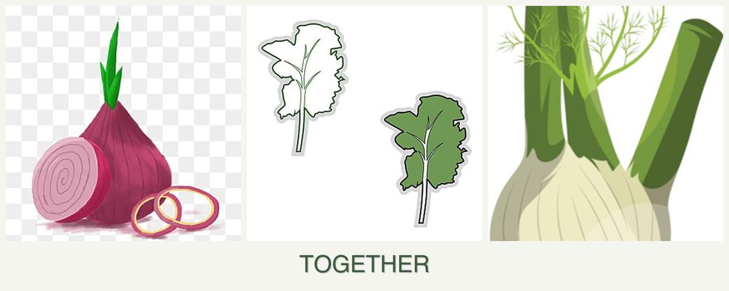 Can you plant onions, kale and fennel together?
