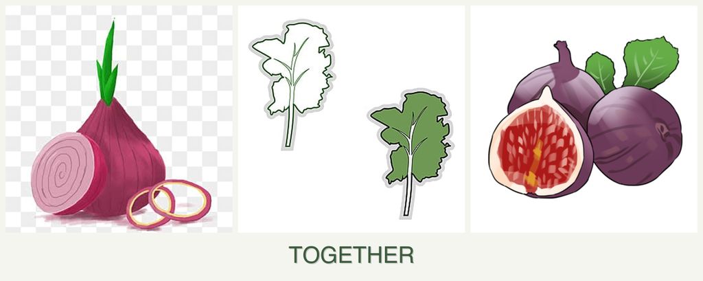 Can you plant onions, kale and figs together?