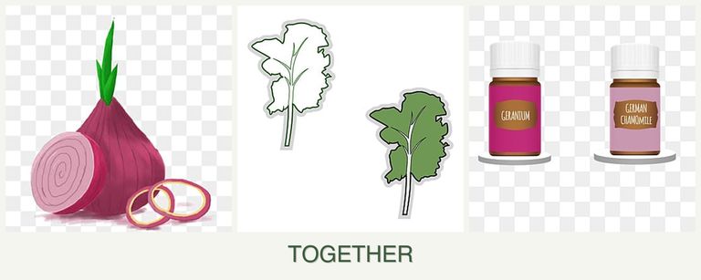 Can you plant onions, kale and geraniums together?
