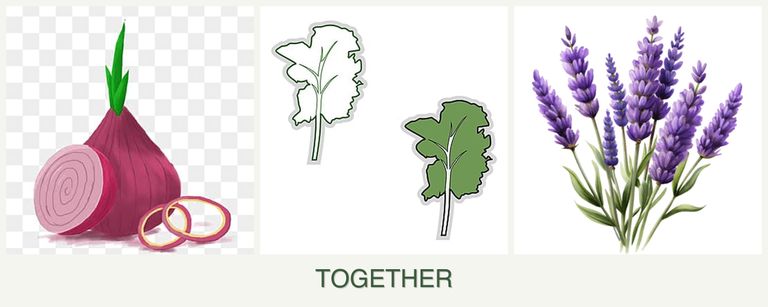 Can you plant onions, kale and lavender together?