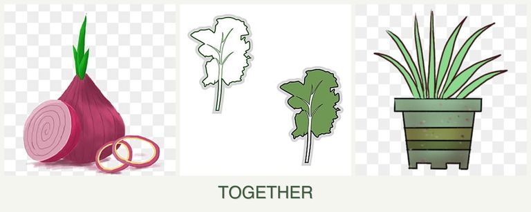 Can you plant onions, kale and lemongrass together?