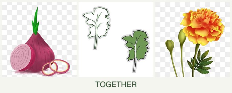 Can you plant onions, kale and marigolds together?