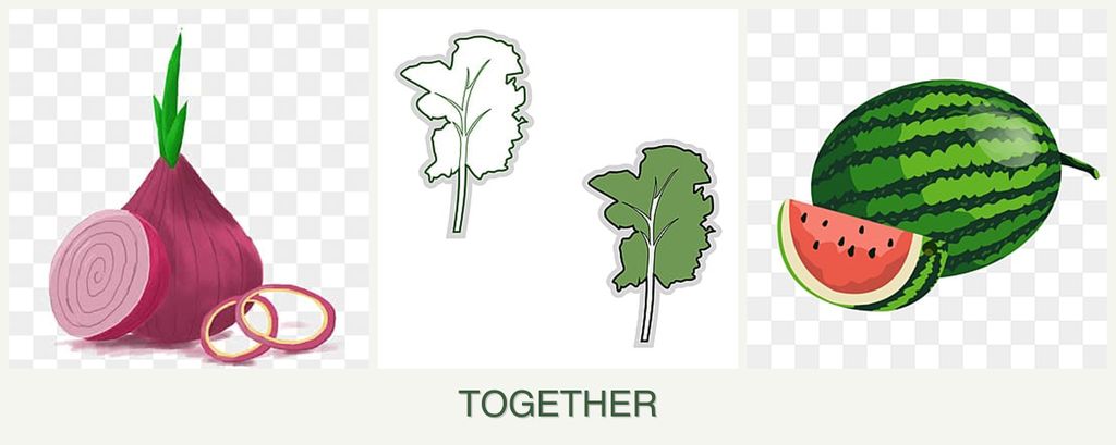 Can you plant onions, kale and melons together?