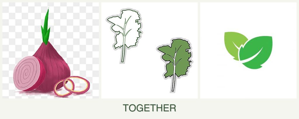 Can you plant onions, kale and mint together?