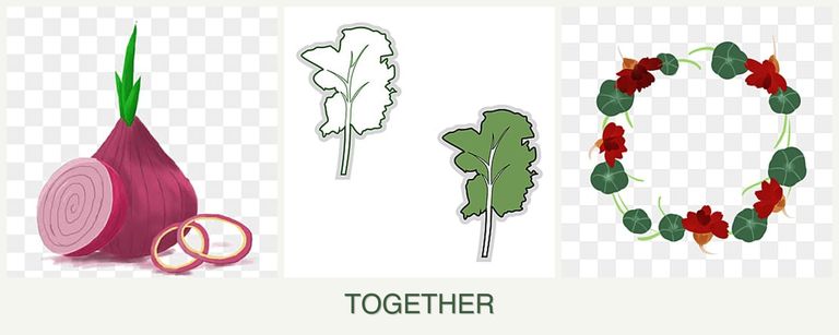 Can you plant onions, kale and nasturtiums together?