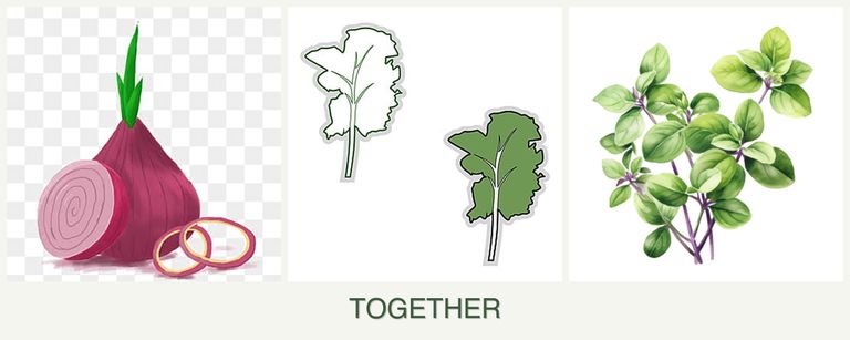 Can you plant onions, kale and oregano together?