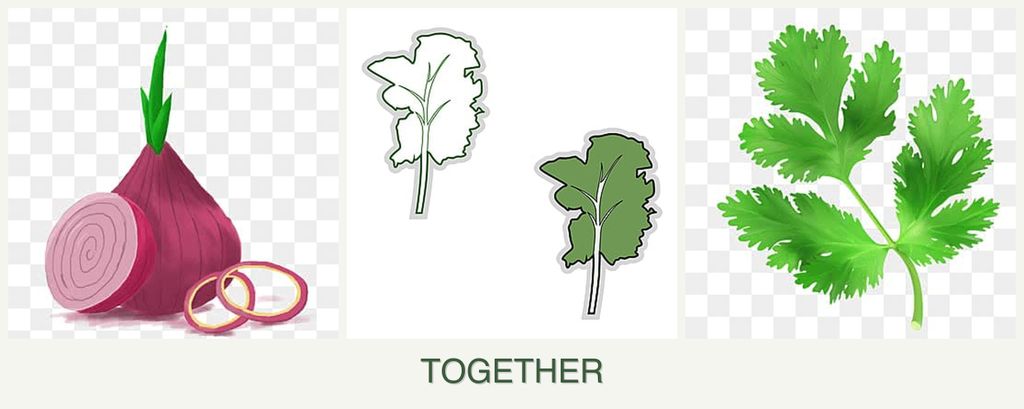 Can you plant onions, kale and parsley together?