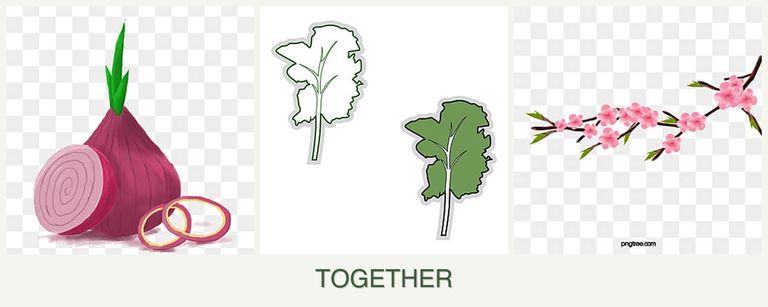 Can you plant onions, kale and peaches together?