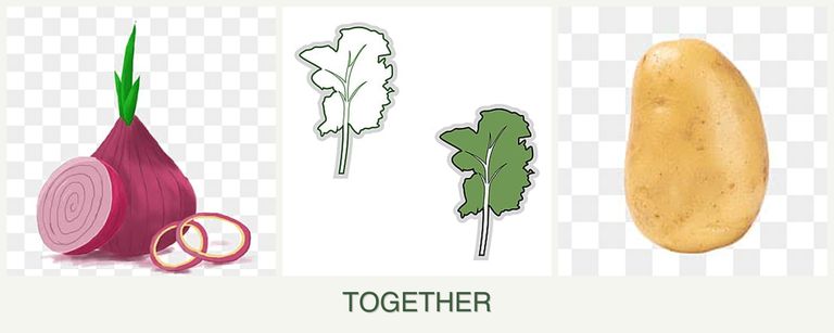 Can you plant onions, kale and potatoes together?