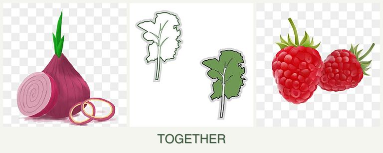 Can you plant onions, kale and raspberries together?