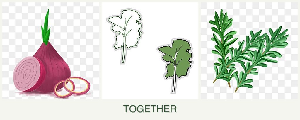 Can you plant onions, kale and rosemary together?