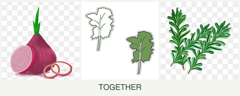 Can you plant onions, kale and rosemary together?