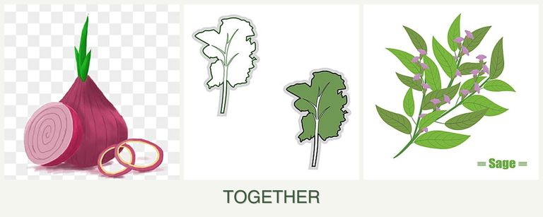 Can you plant onions, kale and sage together?