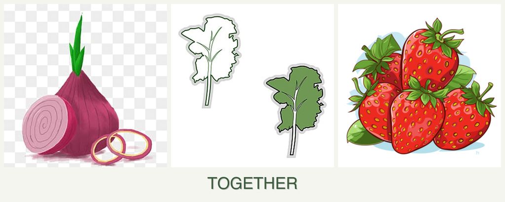 Can you plant onions, kale and strawberries together?