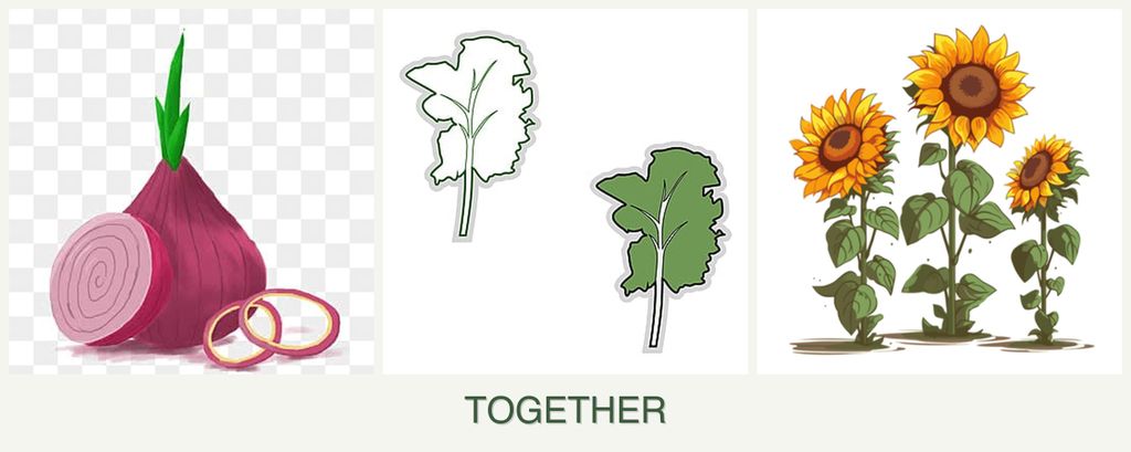 Can you plant onions, kale and sunflowers together?