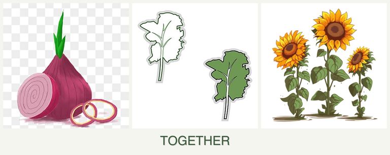 Can you plant onions, kale and sunflowers together?