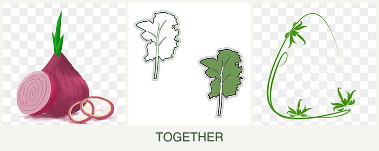 Can you plant onions, kale and tarragon together?