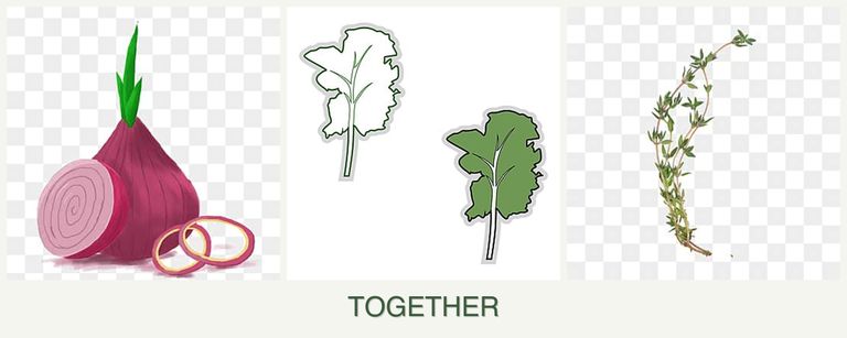 Can you plant onions, kale and thyme together?