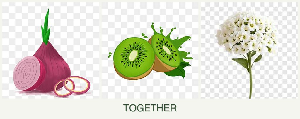 Can you plant onions, kiwi and alyssum together?