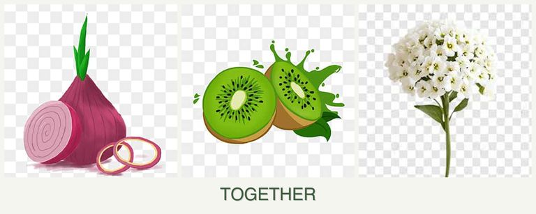 Can you plant onions, kiwi and alyssum together?