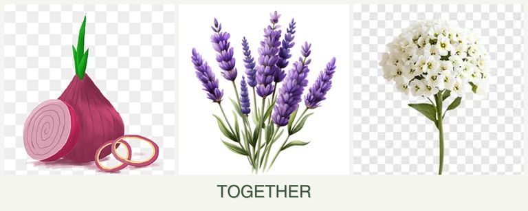Can you plant onions, lavender and alyssum together?