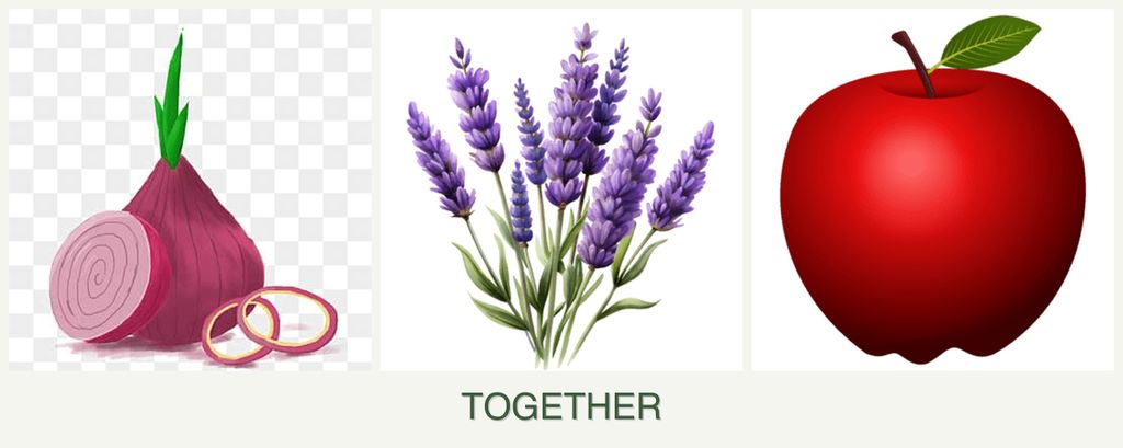 Can you plant onions, lavender and apples together?
