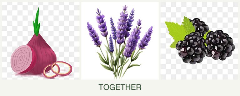 Can you plant onions, lavender and blackberries together?