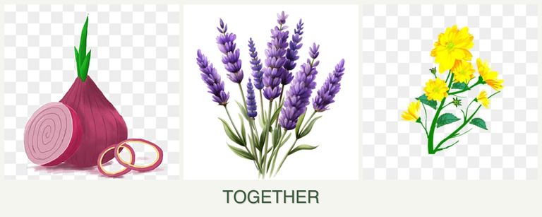 Can you plant onions, lavender and calendula together?