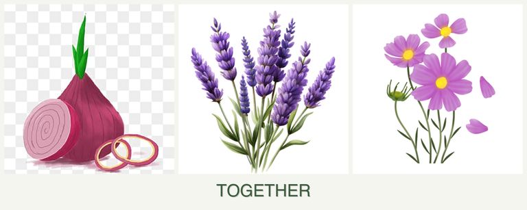 Can you plant onions, lavender and cosmos together?