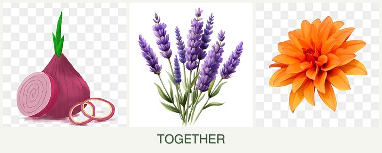 Can you plant onions, lavender and dahlias together?
