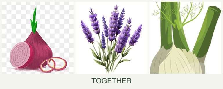 Can you plant onions, lavender and fennel together?