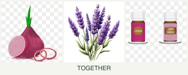 Can you plant onions, lavender and geraniums together?