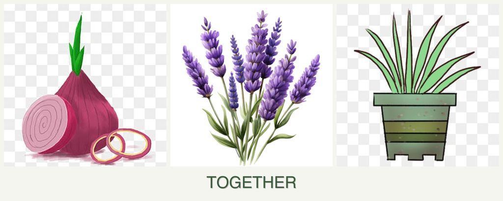 Can you plant onions, lavender and lemongrass together?