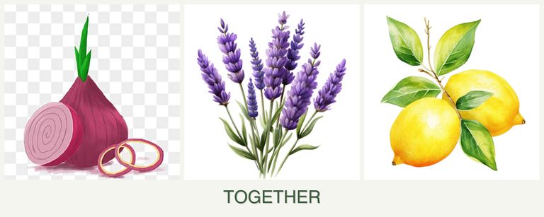 Can you plant onions, lavender and lemons together?