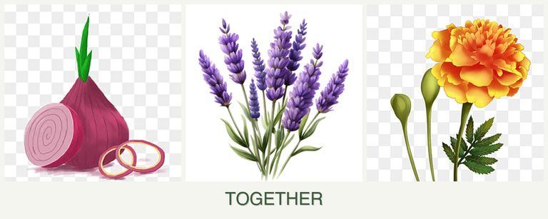 Can you plant onions, lavender and marigolds together?