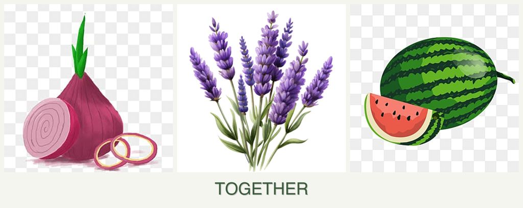 Can you plant onions, lavender and melons together?