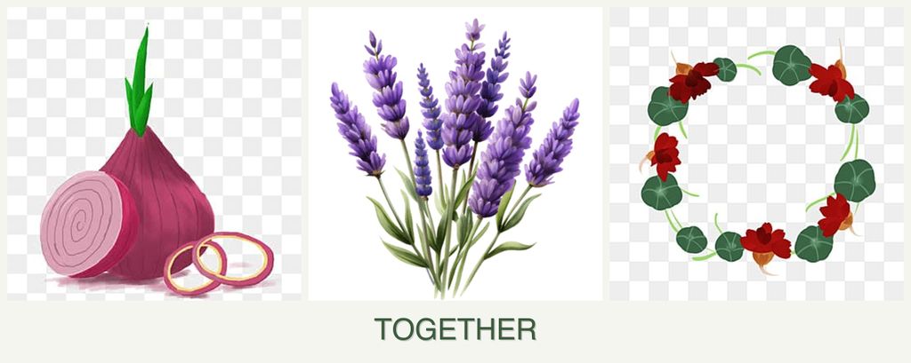 Can you plant onions, lavender and nasturtiums together?