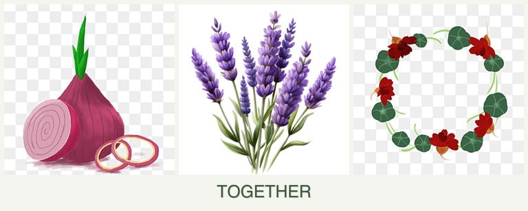 Can you plant onions, lavender and nasturtiums together?